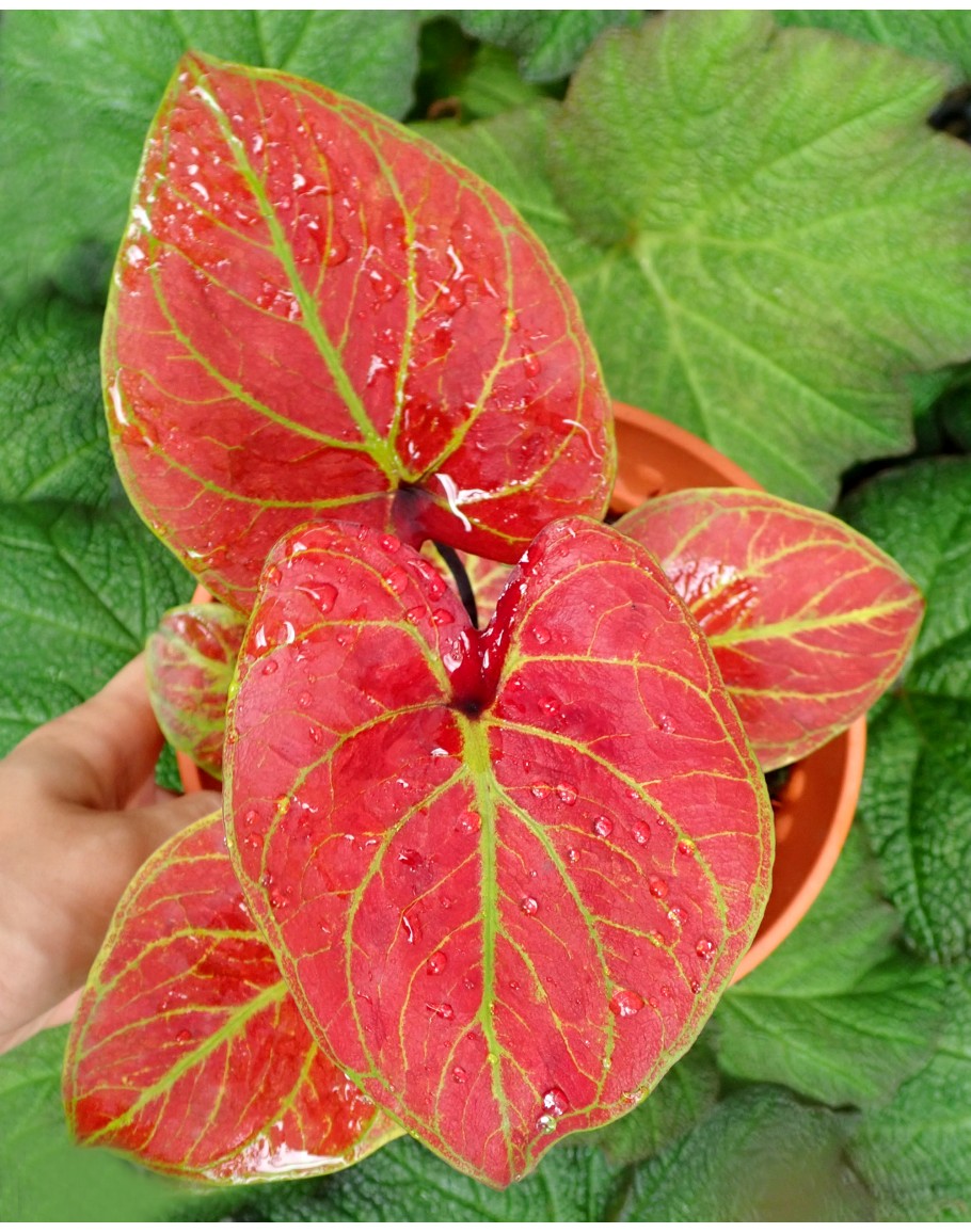Caladium Hybrid